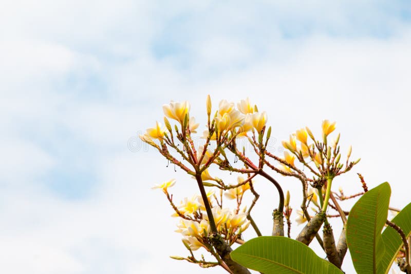 Frangipani flowers stock photo. Image of hawaii, arrangement - 6169310