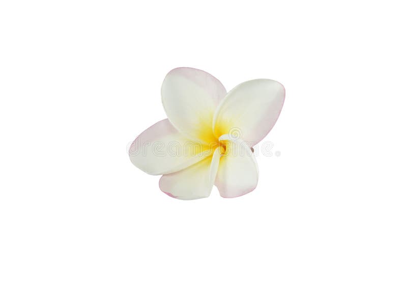 Frangipani Flowers on White Background Stock Image Image of aromatic