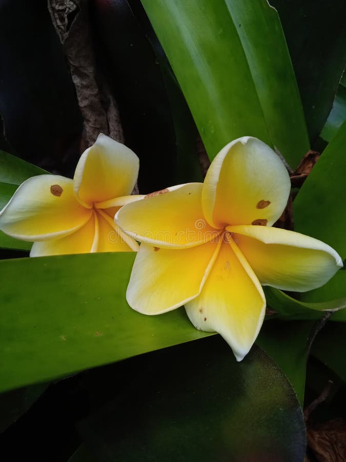 Frangipani Flowers are Yellow and Whitish Falling on Other Plants Stock