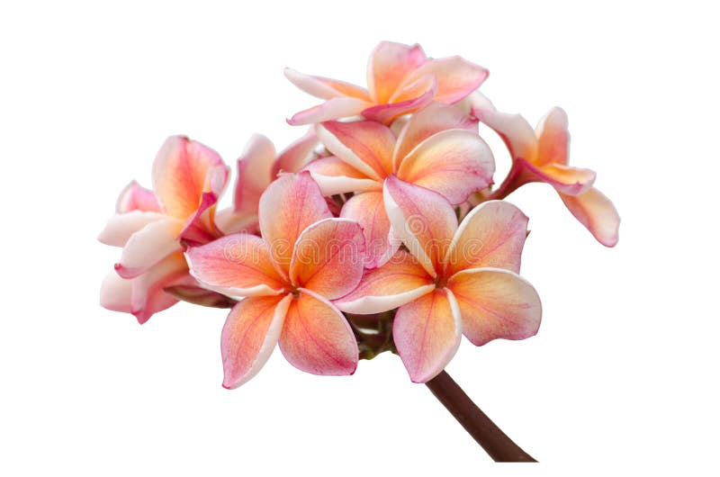 Frangipani