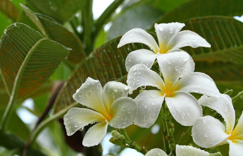 Frangipani Kwitnie na gałąź zdjęcia stock Frangipani Kwitnie na gałąź zdjęcia stock