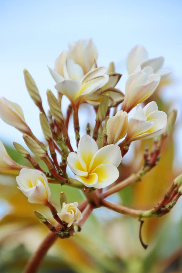 Frangipani o Plumeria imagen de archivo libre de regalías Frangipani o Plumeria imagen de archivo libre de regalías
