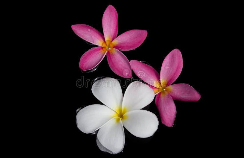 Frangipani, Ping Dok Champa Thailand