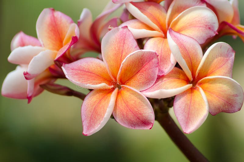 Frangipani