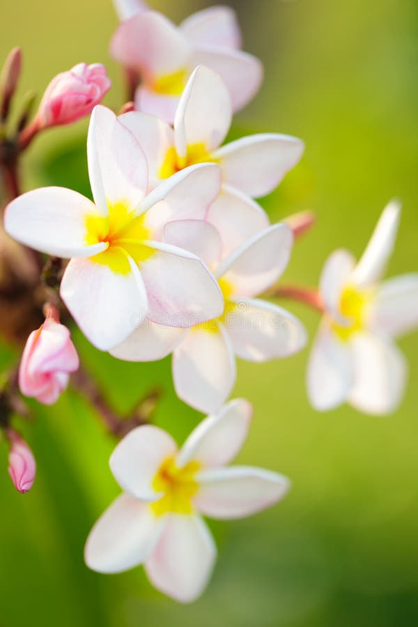 Frangipani plumeria