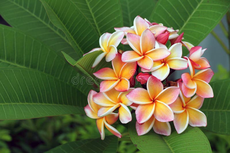 Frangipani, Plumeria flower