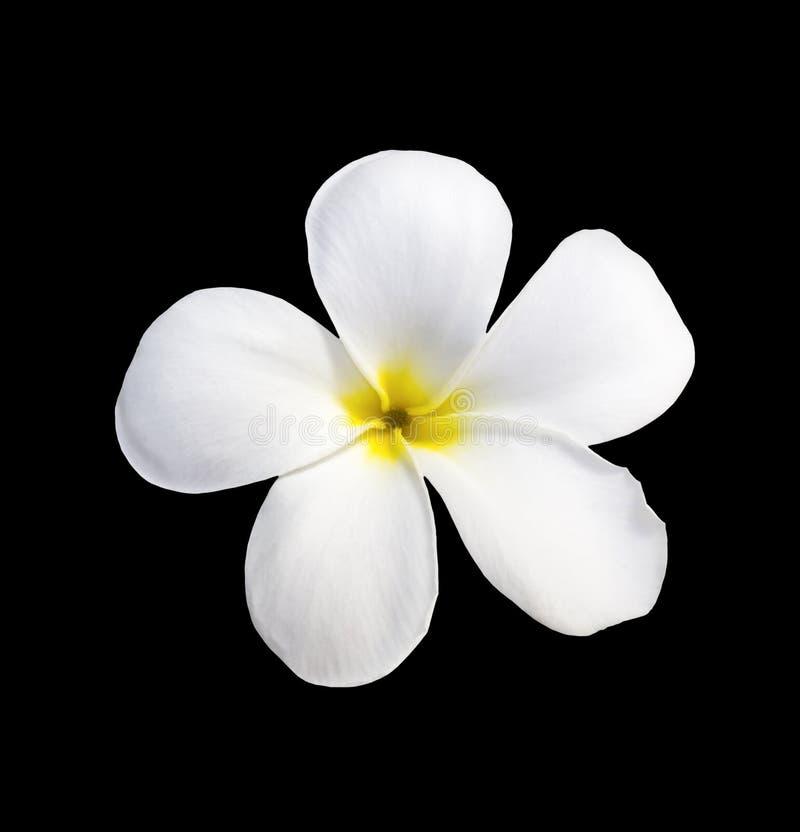 Frangipani ( Plumeria ) Flower on Black Stock Photo Image of clipping
