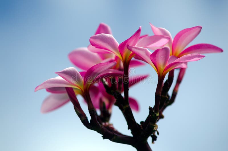 Lei Fluorescent Blue Large Petals Lei Fluorescent Blue Large Petals