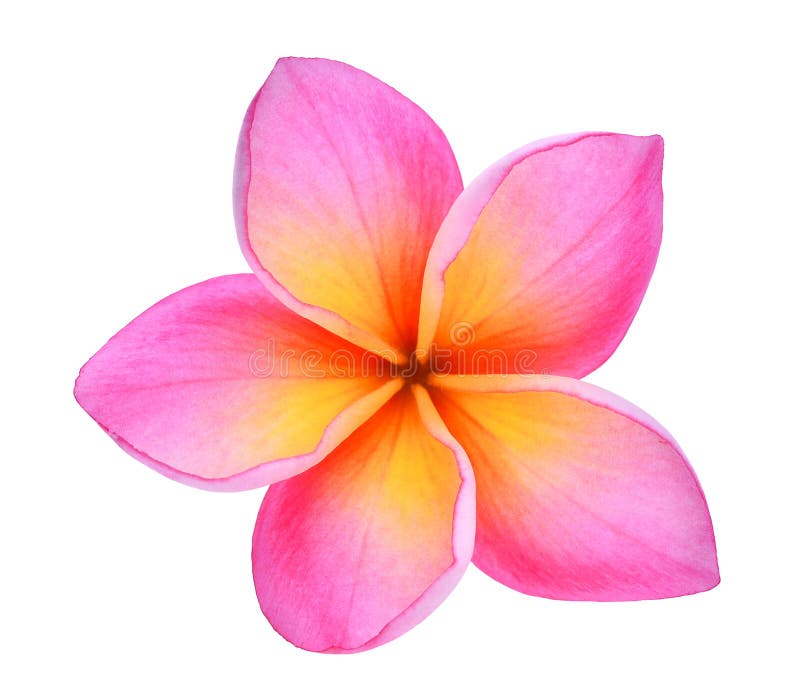 Frangipani or plumeria tropical flowers isolated on white