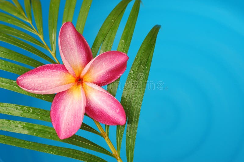 Frangipani por la cara de la piscina fotos de archivo Frangipani por la cara de la piscina fotos de archivo
