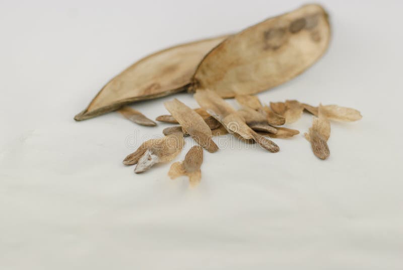 Frangipani seeds stock image. Image of clear, garden 50936673