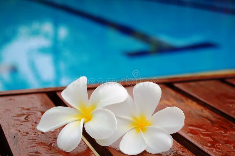 Frangipani by swimming Pool