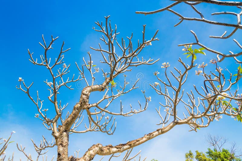 Frangipani Tree without Leaf. Stock Photo Image of backdrop, flora