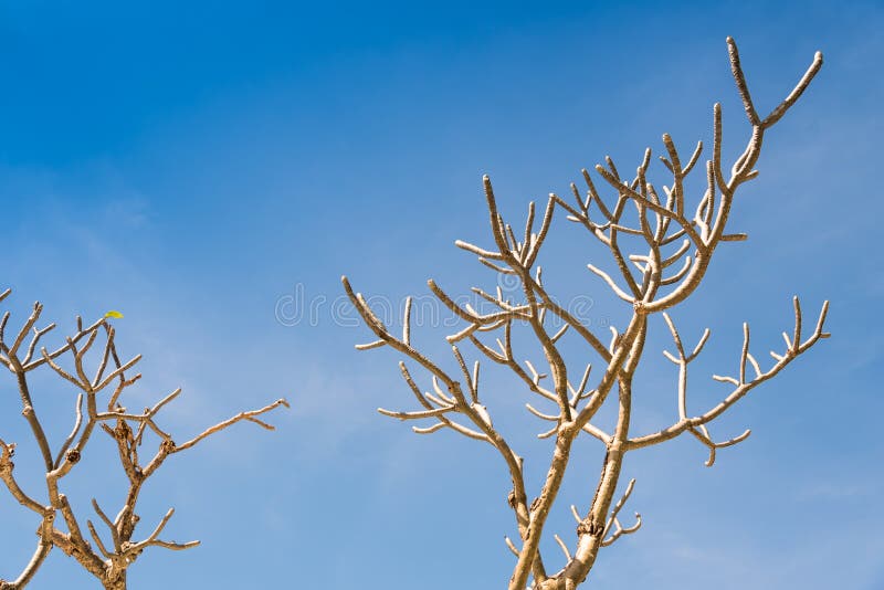Frangipani Tree without Leaf. Stock Photo Image of foliage, nature