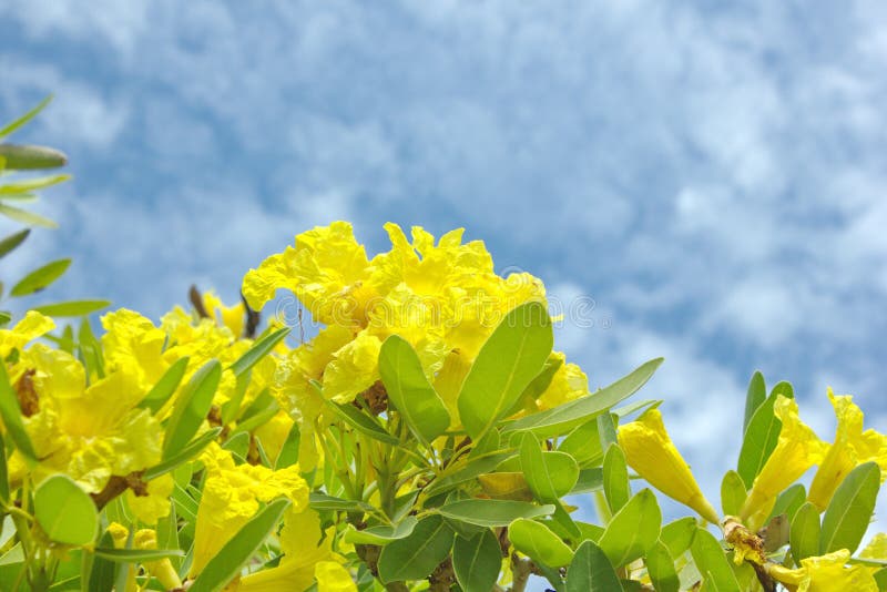 Frangipani trees