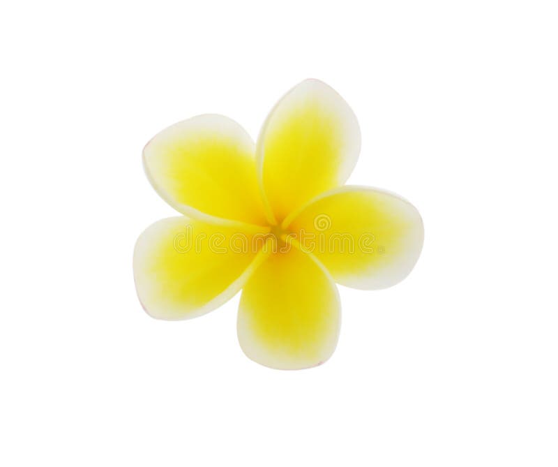 Frangipani tropical de fleurs (plumeria) d'isolement sur le backgro blanc photos libres de droits Frangipani tropical de fleurs (plumeria) d'isolement sur le backgro blanc photos libres de droits