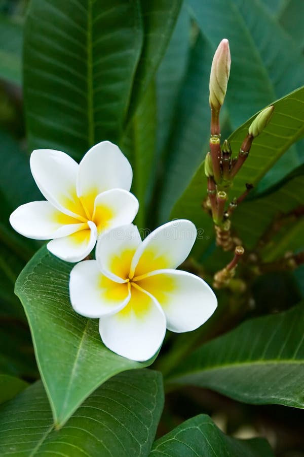 Frangipani tropical flowers