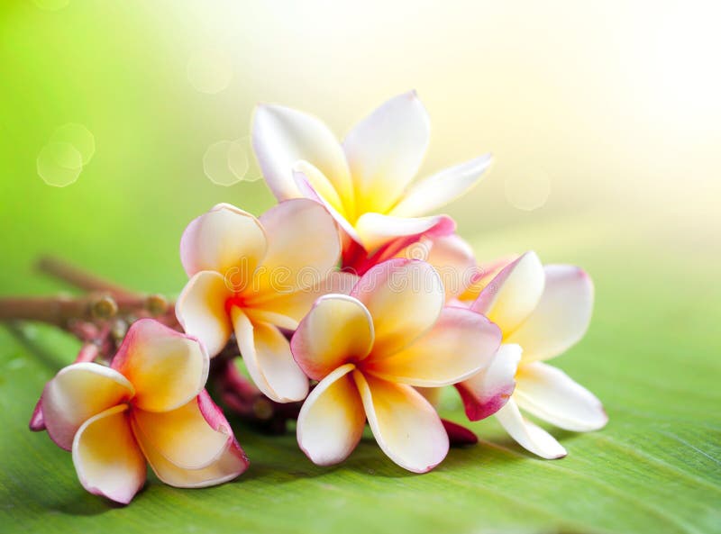 Frangipani Tropical Spa Flower