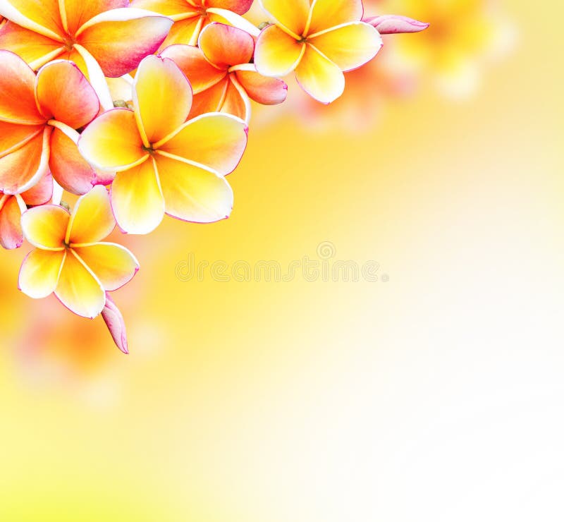 Floral Frame Designs  Free Vector Graphics Clip Art PSD  PNG Frames   Background Images  rawpixel
