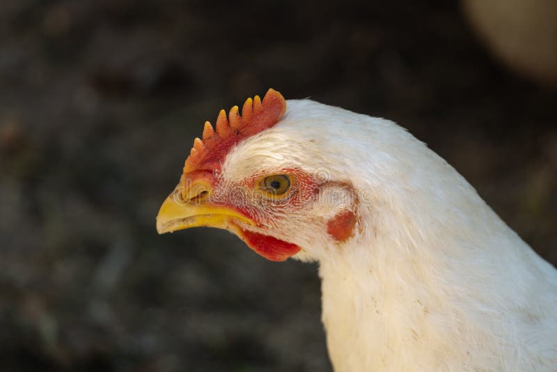 Retrato De Frango Branco Grande Frango Brava Galinha Linda Galinha Brava  Galinha Brava Com Grande Galinha Vermelha Coberto Prado Foto de Stock -  Imagem de torneira, livre: 201427036