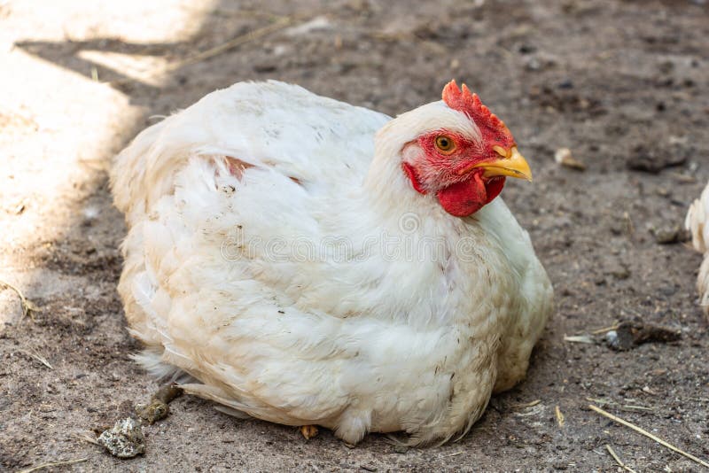 Retrato De Frango Branco Grande Frango Brava Galinha Linda Galinha Brava  Galinha Brava Com Grande Galinha Vermelha Coberto Prado Foto de Stock -  Imagem de torneira, livre: 201427036