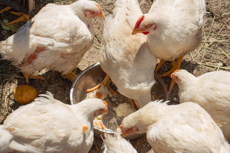 Retrato De Frango Branco Grande Frango Brava Galinha Linda Galinha Brava  Galinha Brava Com Grande Galinha Vermelha Coberto Prado Foto de Stock -  Imagem de torneira, livre: 201427036