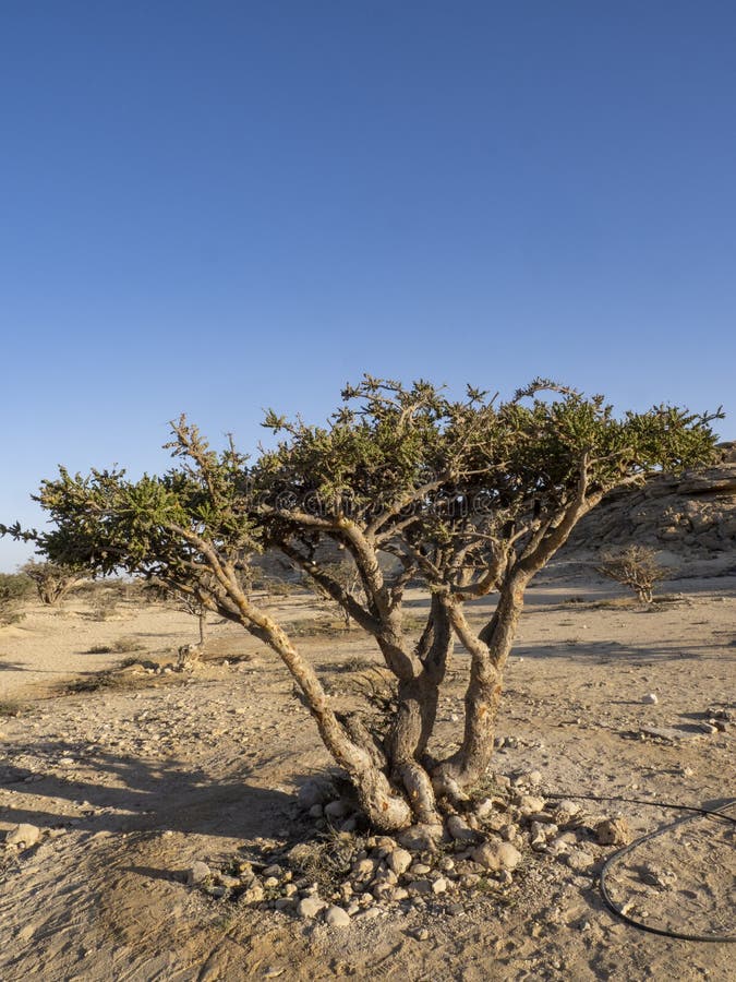 Frankincense Shrub Boswellia Sacra Wadi Dawkah Oman Foto de archivo