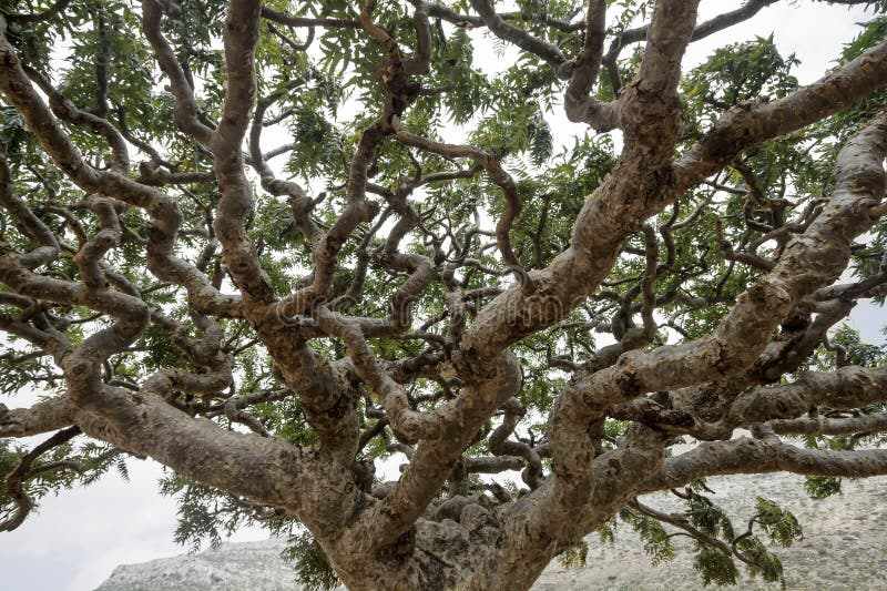 Frankincense δέντρα, ιερά οστά Boswellia, olibanum-δέντρο στοκ φωτογραφίες με δικαίωμα ελεύθερης χρήσης Frankincense δέντρα, ιερά οστά Boswellia, olibanum-δέντρο στοκ φωτογραφίες με δικαίωμα ελεύθερης χρήσης