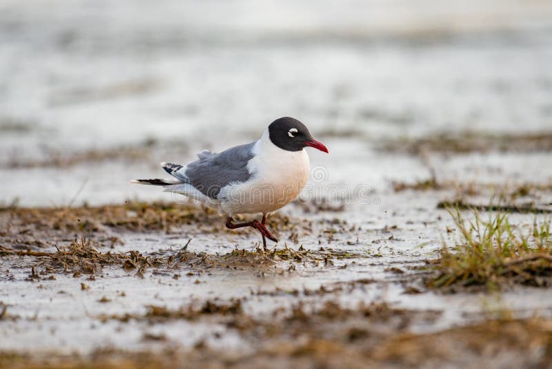 Franklin`s Gull Leucophaeus pipixcan