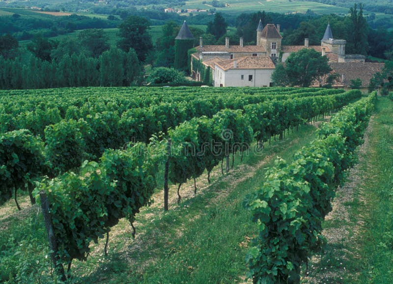 Frankrijk: Wijn-gebied Bordeaux, chardonay-Druiven Aanplanting stock fotografie Frankrijk: Wijn-gebied Bordeaux, chardonay-Druiven Aanplanting stock fotografie