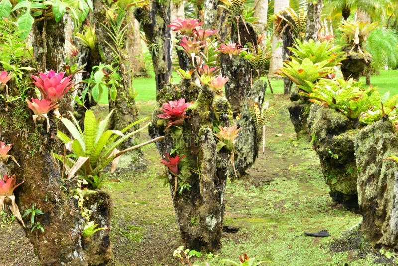 Frankrike den pittoreska trädgården av balataen i Martinique