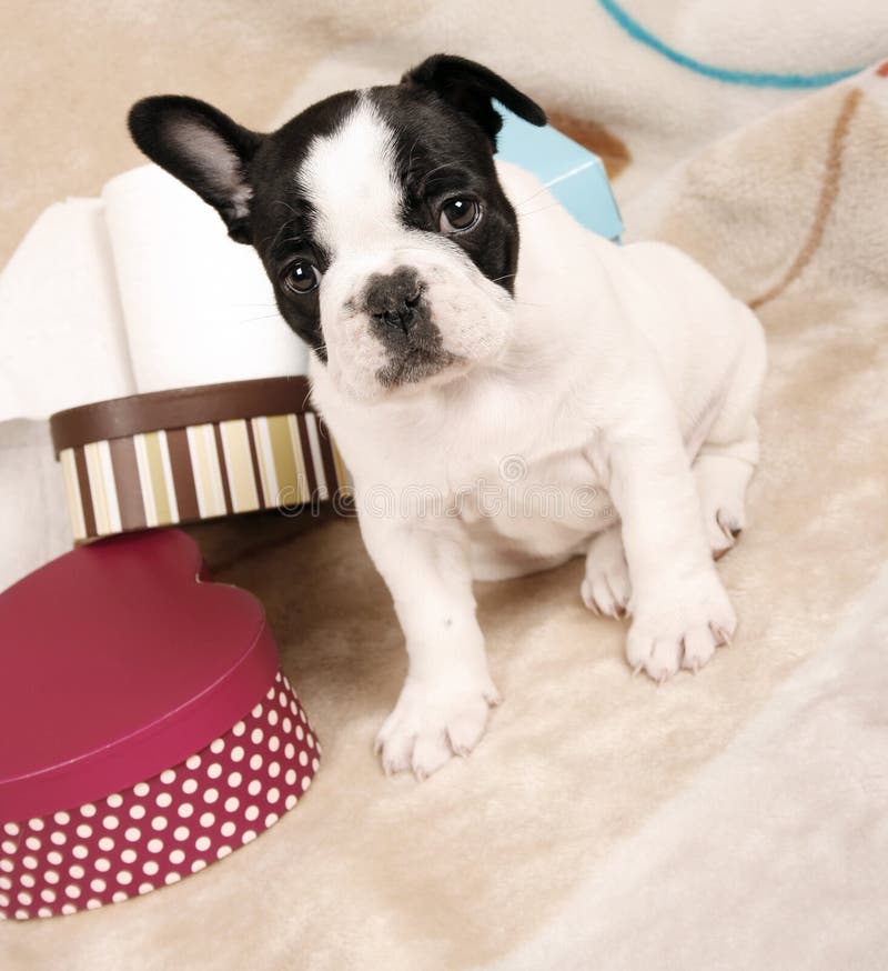 Frans buldogpuppy royalty-vrije stock afbeelding Frans buldogpuppy royalty-vrije stock afbeelding
