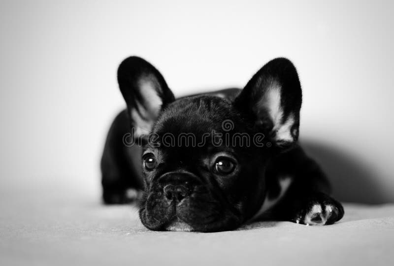 Frans de buldogpuppy van het dagdromen stock fotografie Frans de buldogpuppy van het dagdromen stock fotografie