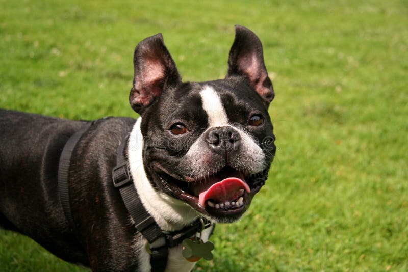 Franse Buldog royalty-vrije stock afbeeldingen Franse Buldog royalty-vrije stock afbeeldingen