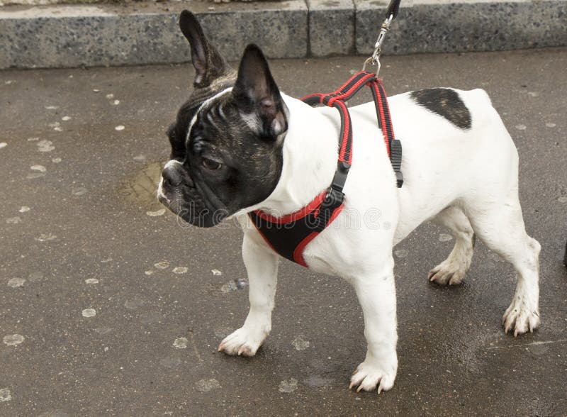 Franse buldog royalty-vrije stock foto Franse buldog royalty-vrije stock foto