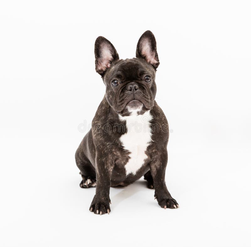 Image of French Bulldog on white background. Image of French Bulldog on white background