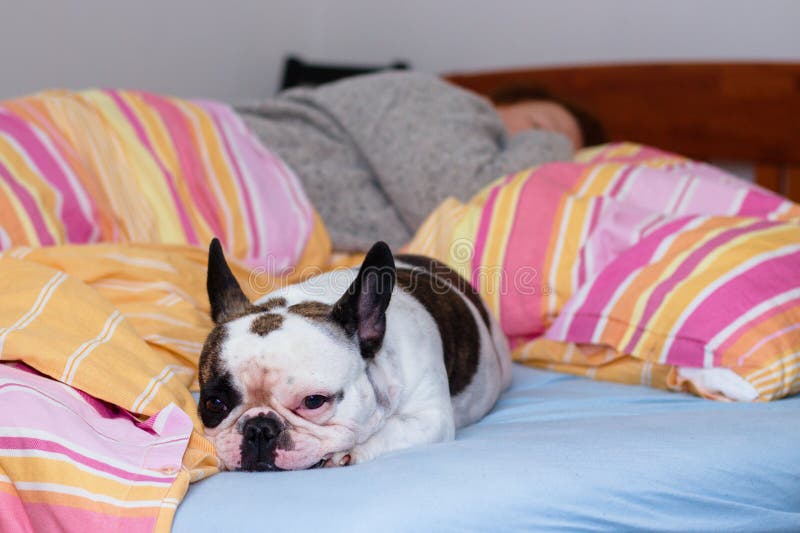 Franse buldog in bed stock foto Franse buldog in bed stock foto
