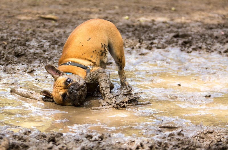 Franse Buldog die pret hebben royalty-vrije stock afbeeldingen Franse Buldog die pret hebben royalty-vrije stock afbeeldingen