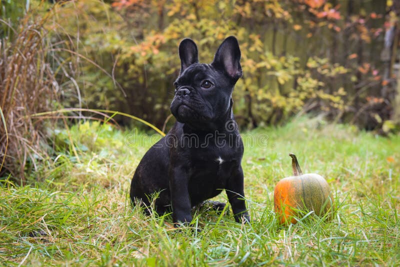 Franse buldog en pompoen stock foto Franse buldog en pompoen stock foto