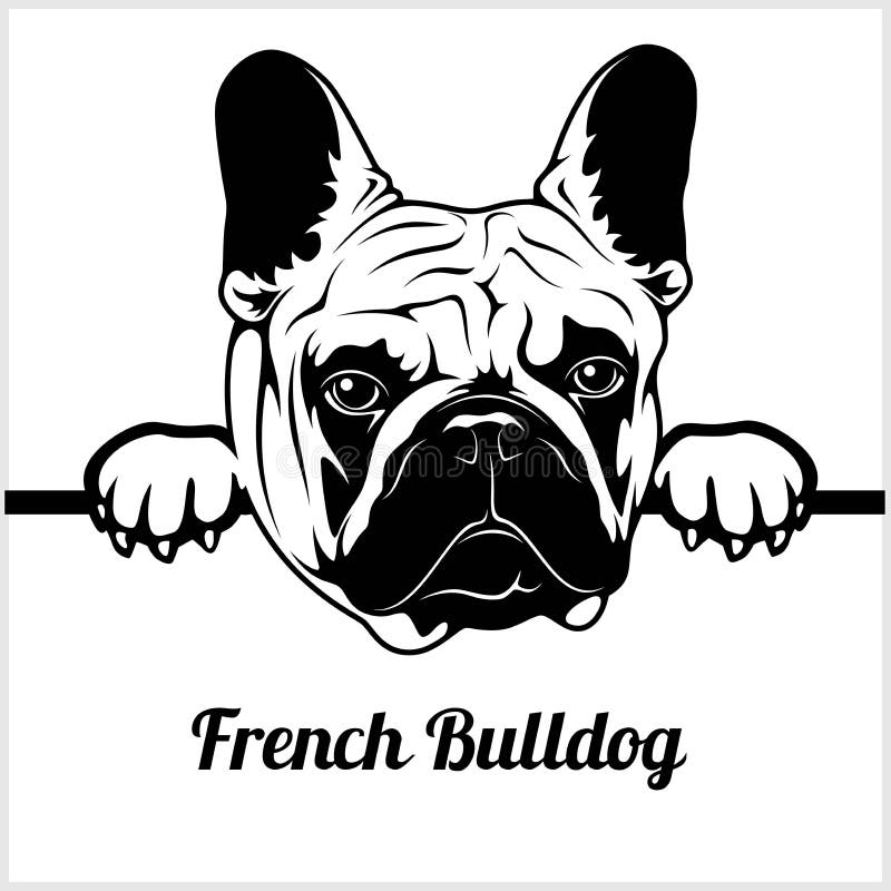 Franse Buldog - het Gluren Honden - - het hoofd van het rassengezicht dat op wit wordt geïsoleerd