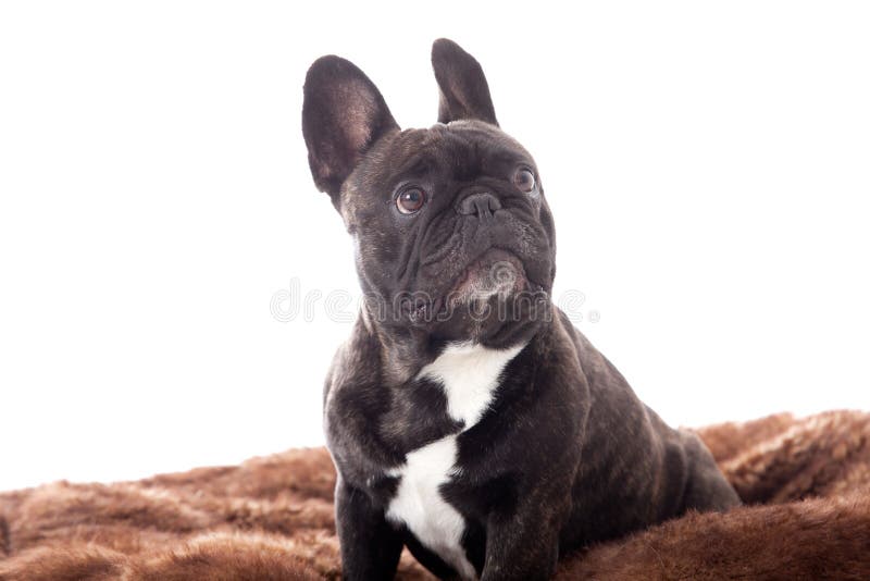 Franse buldog on his plaid stock photo. Image of canine - 62899238