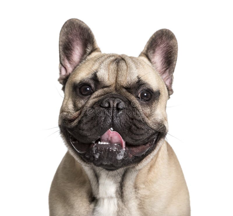Franse Buldog, 7 maanden stock afbeelding Franse Buldog, 7 maanden stock afbeelding