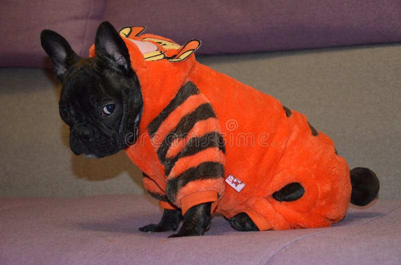 Franse buldog in sweater stock foto's Franse buldog in sweater stock foto's