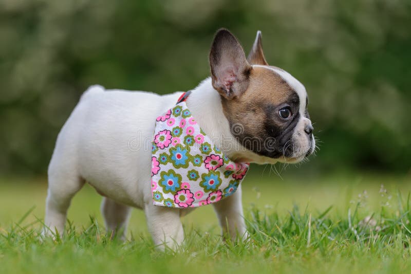 Fransk bulldogg Profil av den lilla valpen royaltyfria foton