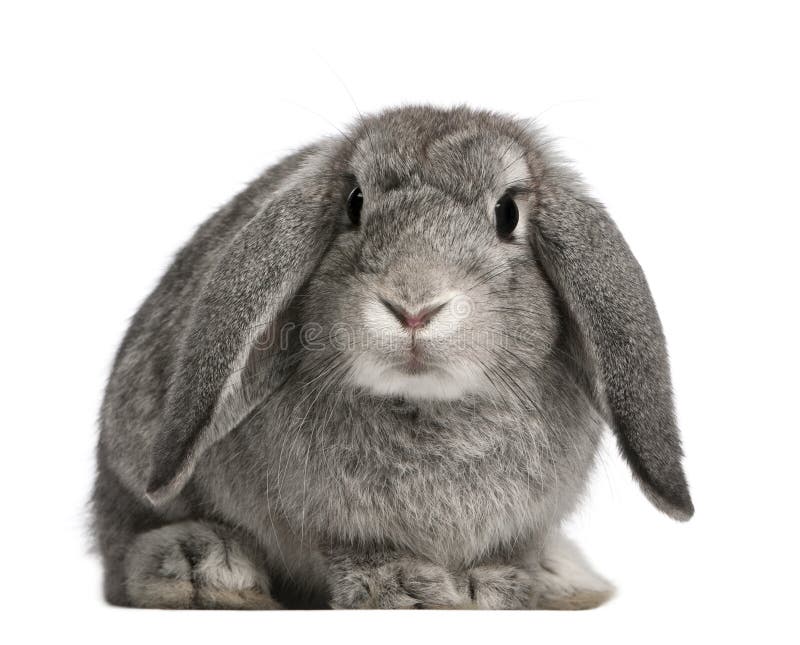 French Lop rabbit, 2 months old, Oryctolagus cuniculus, sitting in front of white background. French Lop rabbit, 2 months old, Oryctolagus cuniculus, sitting in front of white background