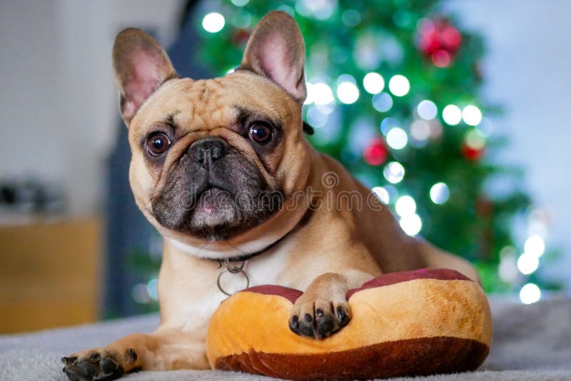 Französischer Bulldog Zu Weihnachten Stockfoto - Bild von feiertag, baum:  162515192