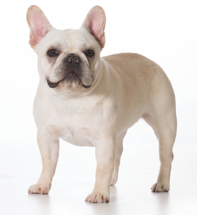 Französische Bulldogge lizenzfreies stockfoto Französische Bulldogge lizenzfreies stockfoto
