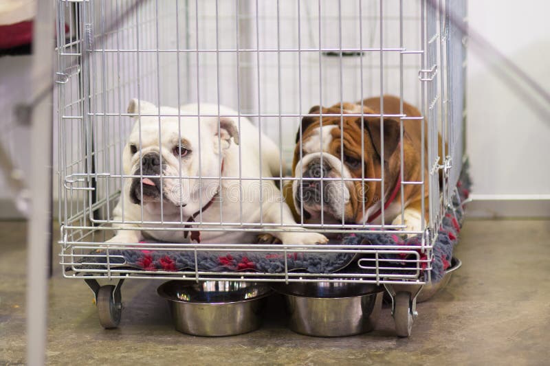 Französische Bulldoggen im Käfig stockfotos Französische Bulldoggen im Käfig stockfotos