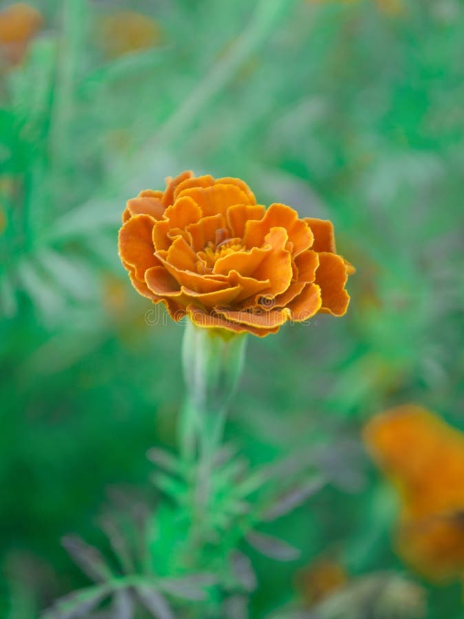 Französische rote Ringelblume Doppelte rote flowerheads mit gelben Mitten stockbilder Französische rote Ringelblume Doppelte rote flowerheads mit gelben Mitten stockbilder