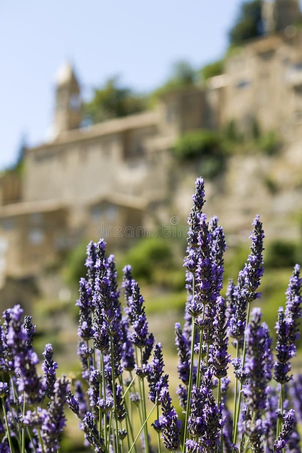 Französisches Dorf, Lavendelblumen. Provence.